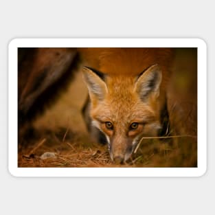 Red Fox Sticker